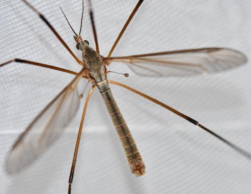 Tipula paludosa